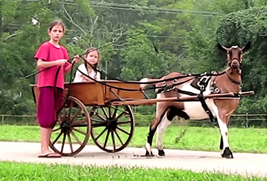 Dixie the Cart Goat: At Work & Play